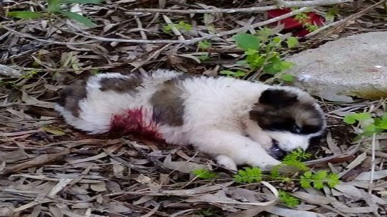 Κτηνωδία στο Μεσολόγγι: Σκότωσαν με πυροβόλο 7 κουτάβια – Επικηρύχτηκαν οι δράστες