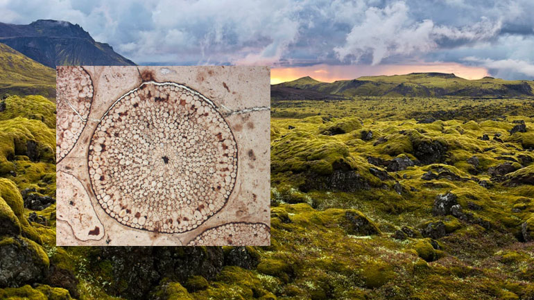 Tα πρώτα φυτά εμφανίσθηκαν πάνω στη Γη πριν από τουλάχιστον 500 εκατ. χρόνια Tα πρώτα φυτά εμφανίσθηκαν πάνω στη Γη πριν από τουλάχιστον 500 εκατ. χρόνια