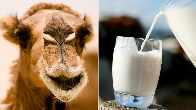 Το πρώτο βρεφικό γάλα καμήλας κυκλοφορεί στο Ντουμπάι