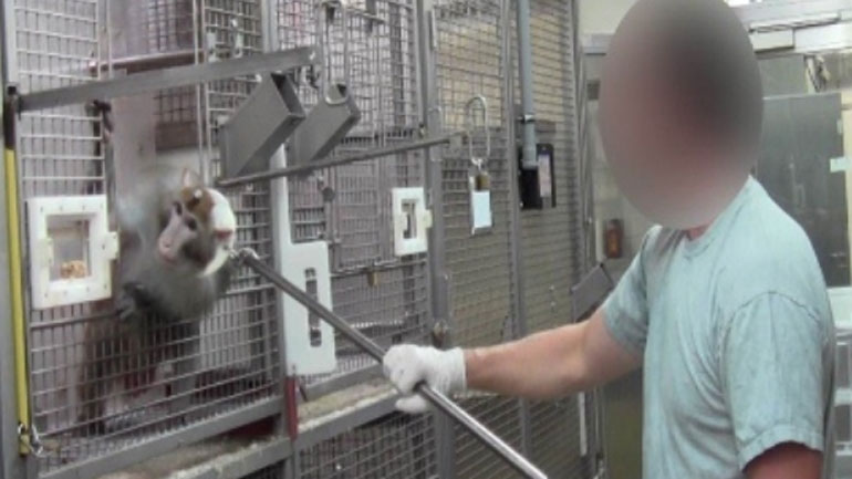 Γερμανία: Τρεις ερευνητές διώκονται για πειράματα που έκαναν σε πιθήκους