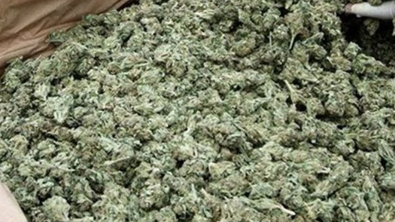 «Μπλόκο» σε 62 κιλά κάνναβη στη Φλώρινα