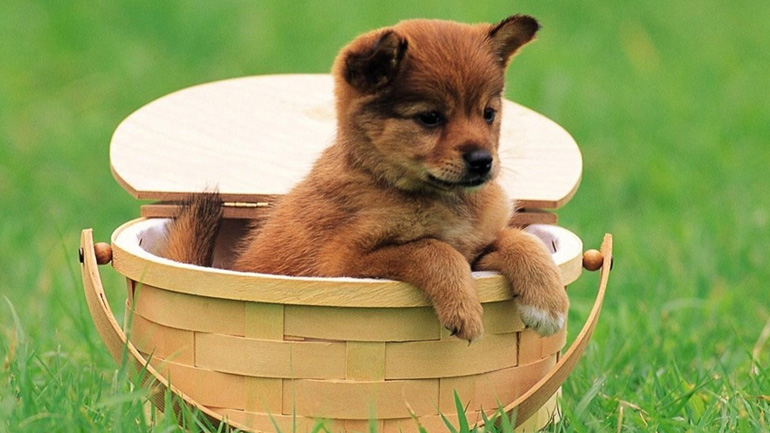 Πώς να επιλέξετε το κατοικίδιο που σας ταιριάζει