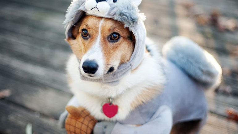 Για ποιο λόγο τρίζει τα δόντια του ο σκύλος σου;