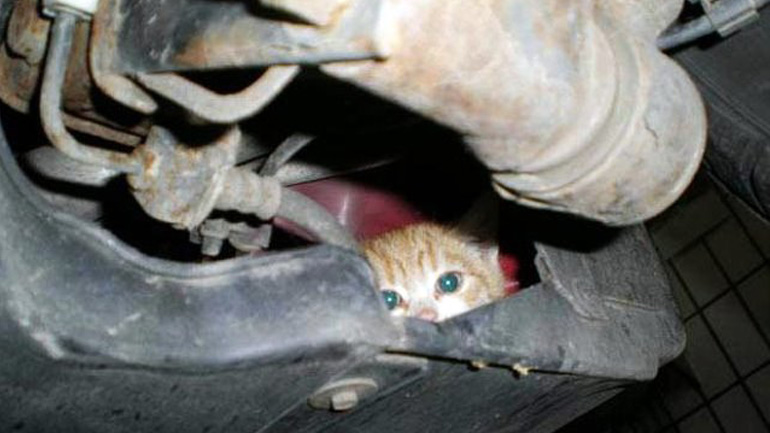 Ναύπλιο: Πυροσβέστες απεγκλώβισαν γατάκι που είχε σφηνώσει σε ψυγείο