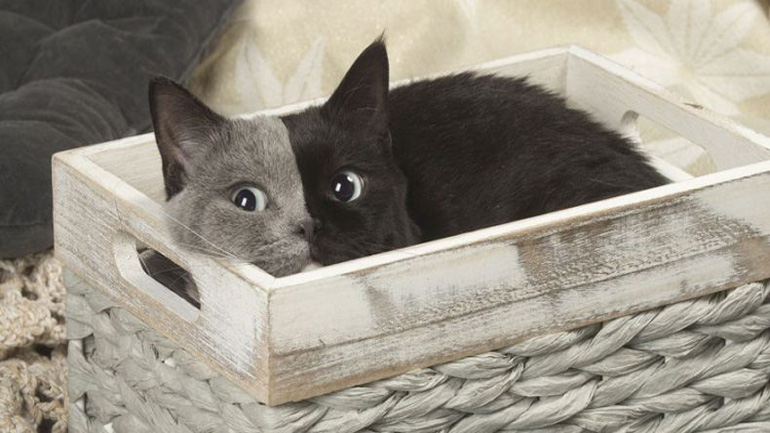 Ένα γατάκι με… δυο πρόσωπα