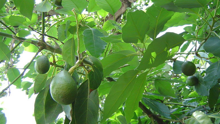 Χανιά: Άγνωστοι έκλεψαν 20 τόνους αβοκάντο – Μήνυση κατέθεσαν οι παραγωγοί
