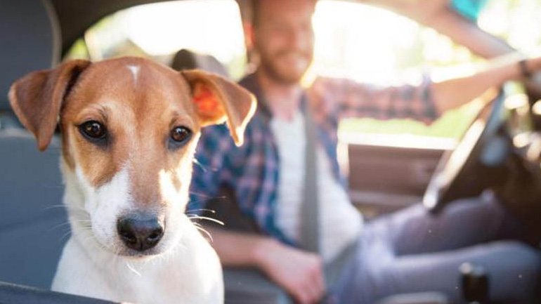 Συμβουλές για ασφαλή μετακίνηση του σκύλου σου με το αυτοκίνητο