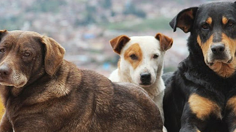 Λαύριο: Με 1.000 ευρώ επικήρυξε τον δράστη που πυροβόλησε τρία σκυλιά το Φιλοζωικό Σωματείο