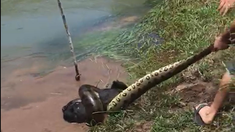 Πύθωνας εναντίον σκύλου, σημειώσατε…