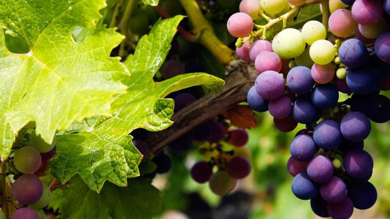 Οι αντικαταθλιπτικές ιδιότητες του σταφυλιού