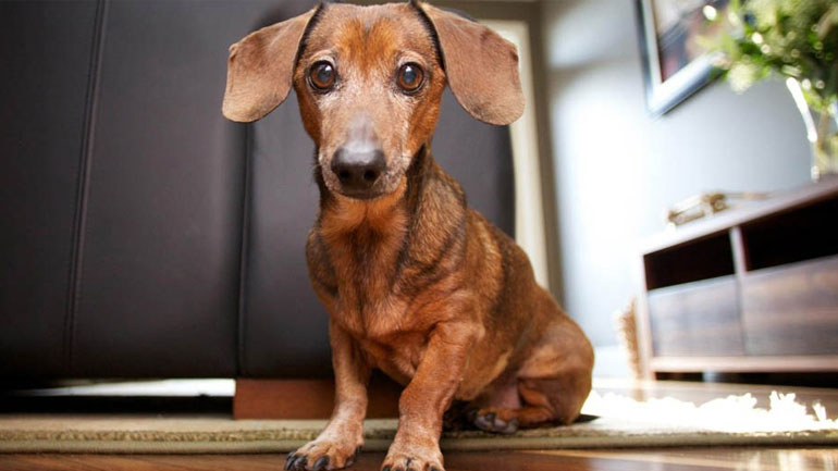 Οι καλύτερες συμβουλές ώστε να ζείτε ευτυχισμένοι μαζί με το ζωάκι σας