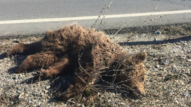 Κοζάνη: Νεκρό αρκουδάκι στην εθνική
