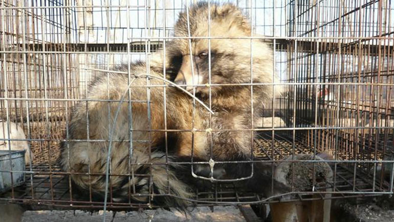 Κλείνουν τα εκτροφεία γούνας στη Νορβηγία