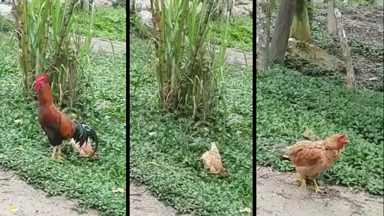 Μια κότα το παίζει νεκρή για να αποφύγει τον κόκορα