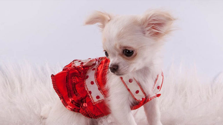 Πηγαίνετε για ψώνια μαζί με τον σκύλο σας και κάντε τον να χαρεί!