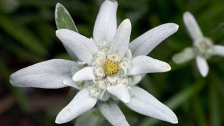 Στο λουλούδι εντελβάις αφιερωμένο το σημερινό doodle της Google