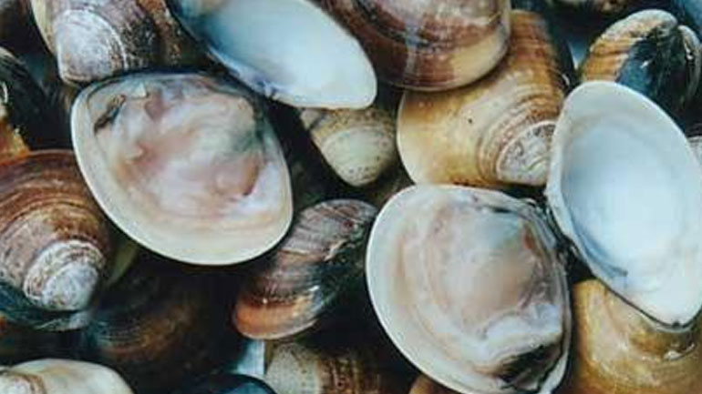 Κατασχέσεις οστράκων στα Ν. Μουδανιά