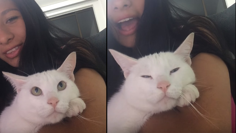 Η γάτα συμμετέχει στο τραγούδι