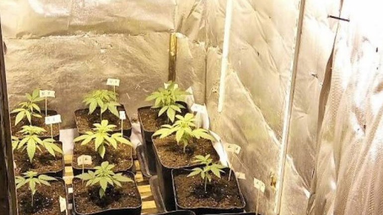 Κέρκυρα: Συνελήφθη 55χρονος για καλλιέργεια υδροπονικής κάνναβης