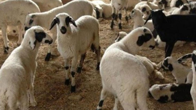 Ηράκλειο: Πήγε στο μαντρί και βρήκε τα ζώα του σφαγμένα