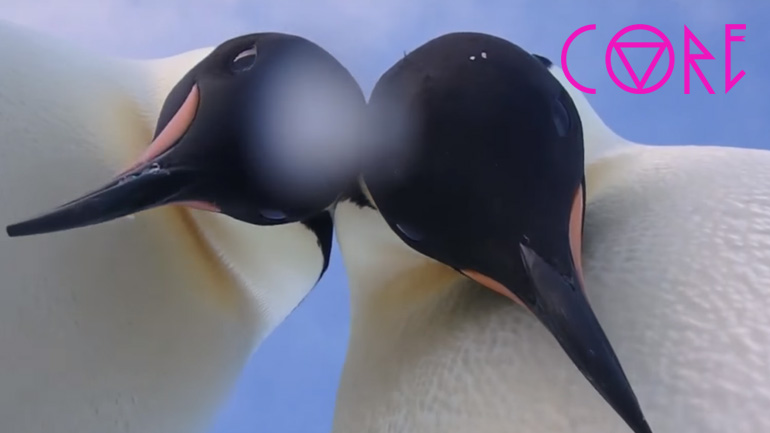 Δύο πιγκουίνοι και… μία GoPro!