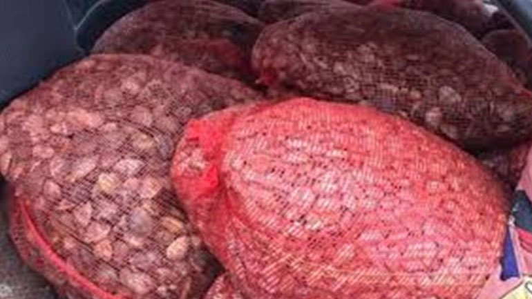 Κατάσχεση 881 κιλών ακατάλληλων οστράκων στην Αλεξανδρούπολη