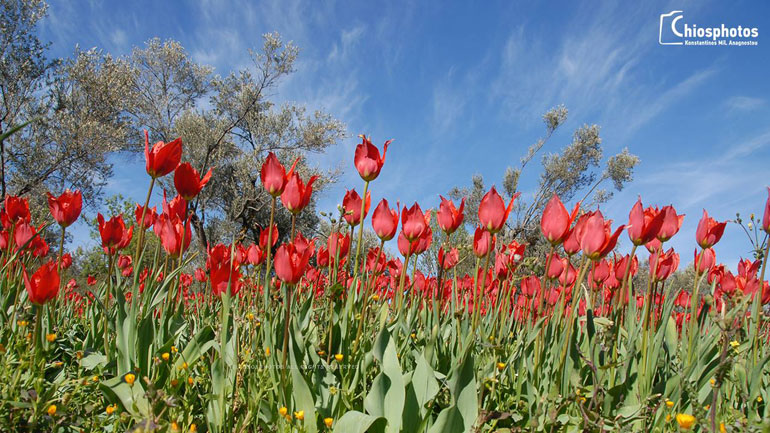 Οι μοναδικές άγριες τουλίπες που φυτρώνουν μόνο στη Χίο