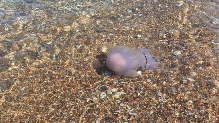 Αχαΐα: Τσούχτρες από τον Μάρτιο στην παραλία των Αλυκών