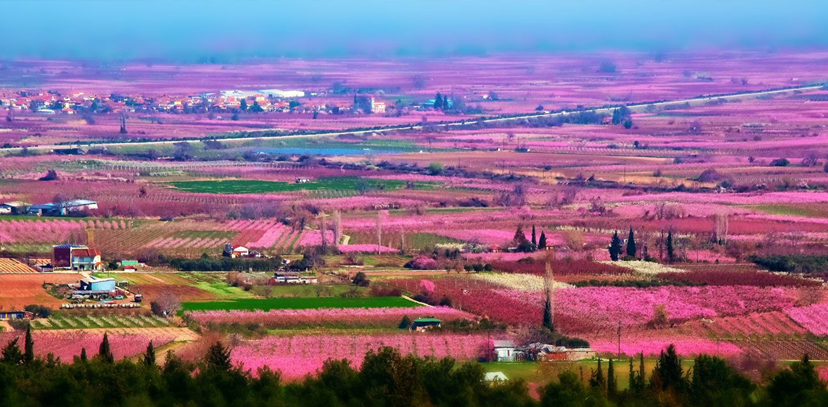 Πίνακας ζωγραφικής ο κάμπος της Ημαθίας