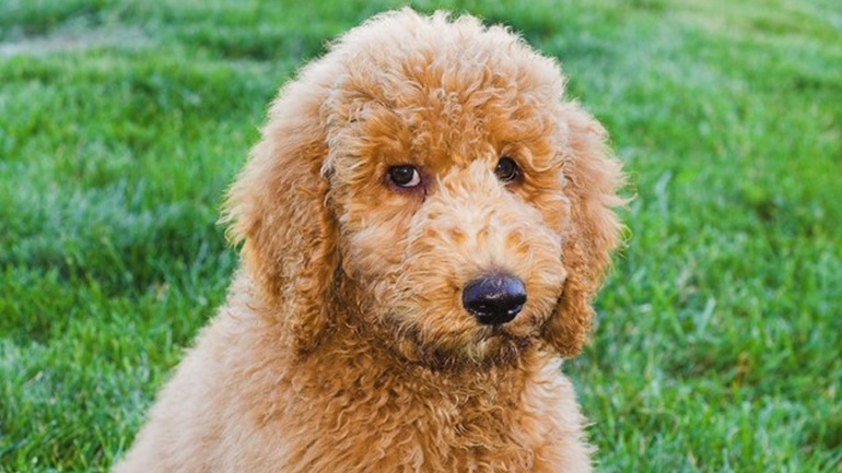 Σκύλος, σπίτι και καθαριότητα: Πώς θα πετύχετε αυτόν τον συνδυασμό