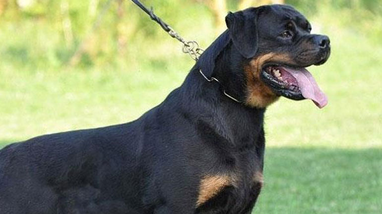 Κύπρος: Σε δίκη ο ιδιοκτήτης των ροτβάιλερ που σκότωσαν 46χρονη