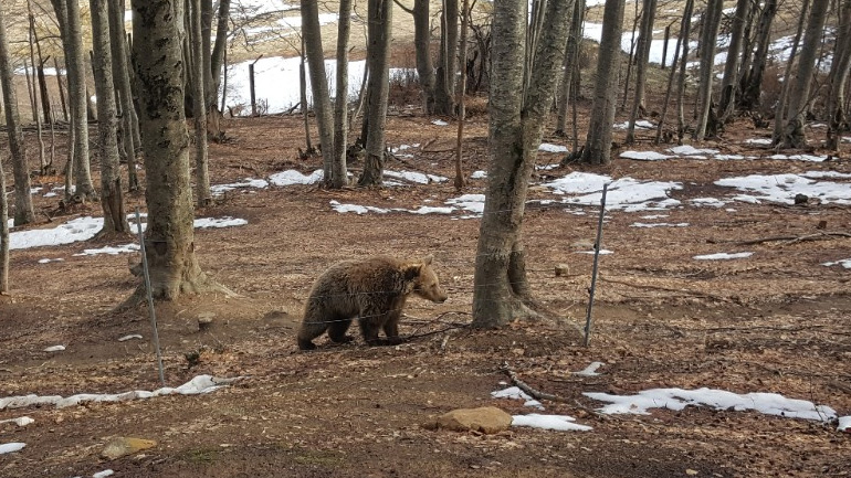 Ξύπνησαν οι αρκούδες στο καταφύγιο του Αρκτούρου!