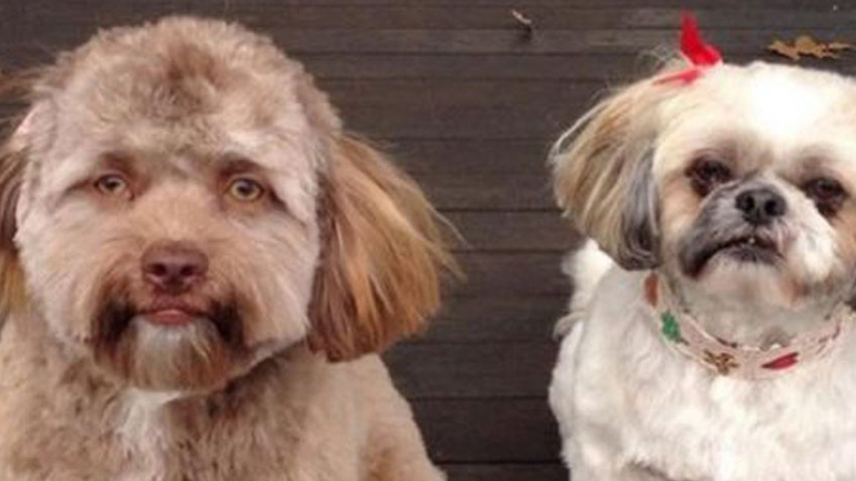 Αυτός είναι ο σκύλος που έχει «ρίξει» το διαδίκτυο