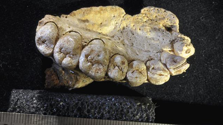 Αρχαιολόγοι μελετούν τη μέθοδο εξαγωγής δοντιών κατά τη νεολιθική εποχή Αρχαιολόγοι μελετούν τη μέθοδο εξαγωγής δοντιών κατά τη νεολιθική εποχή