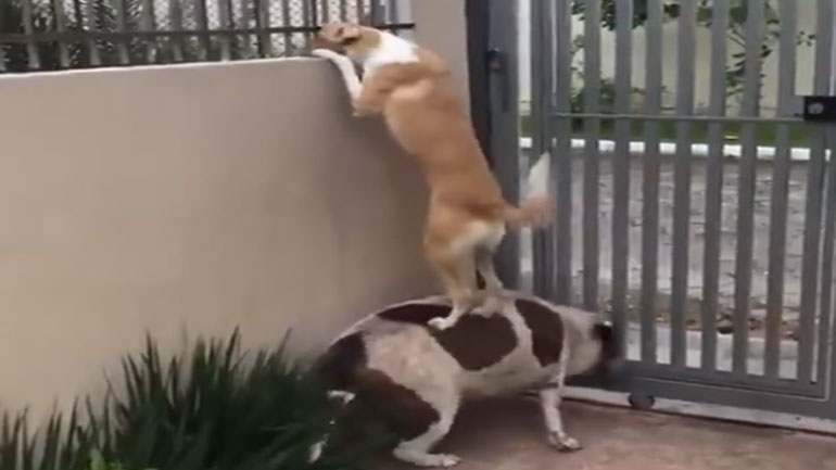 Για αυτό είναι οι σκύλοι-φίλοι! Για αυτό είναι οι σκύλοι-φίλοι!