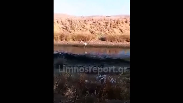 Φλαμίνγκο κάνει βόλτες στην παραλία των Λύχνων στη Λήμνο