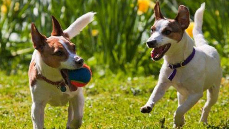 Σκύλος και άνοιξη: Τι θα πρέπει να προσέχουμε