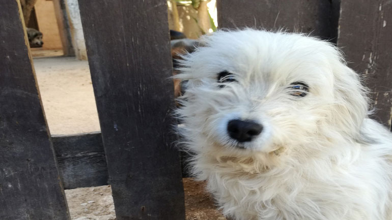 Η Αφρούλα δίνεται για υιοθεσία