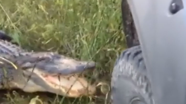 Κροκόδειλος εναντίον τζιπ σημειώσατε…