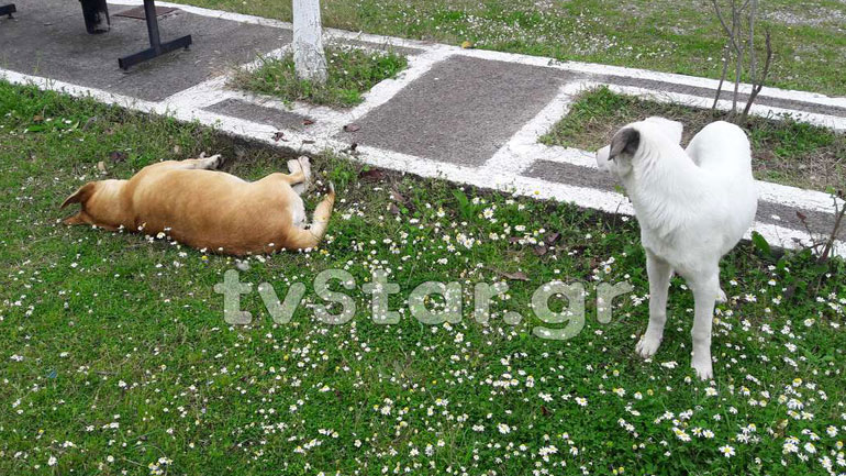 Αναζητείται δολοφόνος σκυλιών στη Στυλίδα