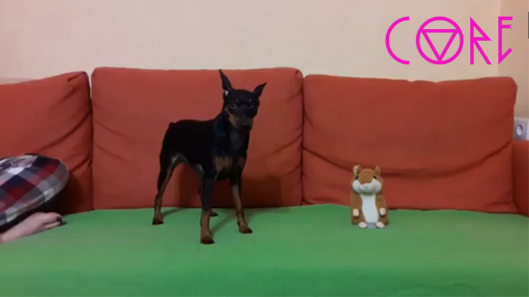 Το κουκλάκι τρολάρει τον σκύλο