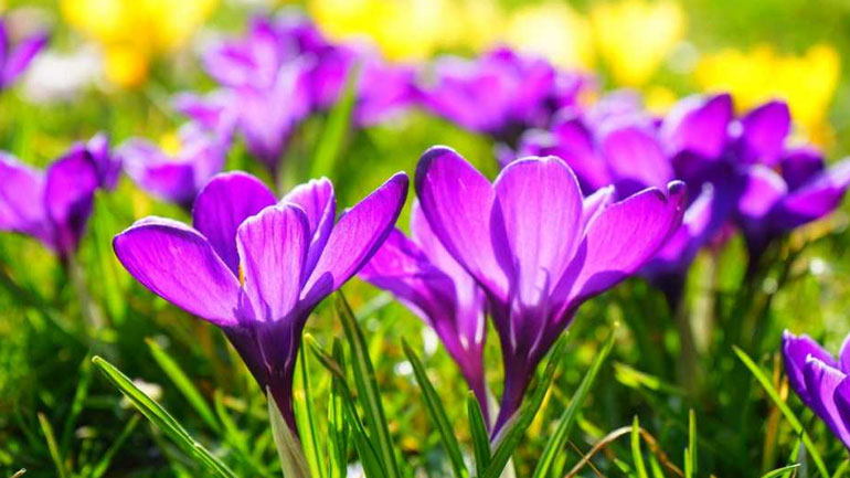 Την Τρίτη ξεκινά κι επίσημα η Άνοιξη με την εαρινή ισημερία Την Τρίτη ξεκινά κι επίσημα η Άνοιξη με την εαρινή ισημερία