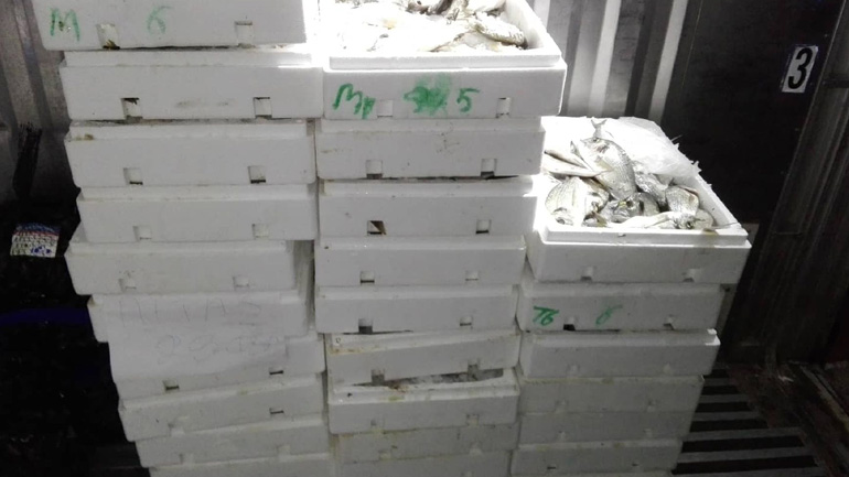 Κατασχέθηκαν 182 κιλά αλιευμάτων στη Ν. Μηχανιώνα