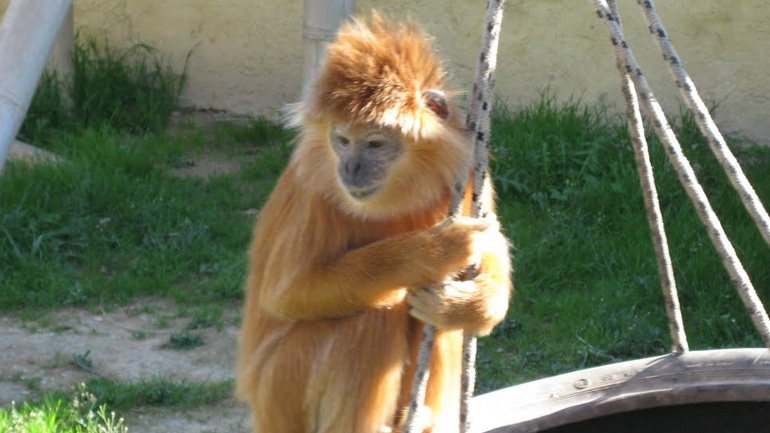 Μέτρα για την προστασία απειλούμενου με εξαφάνιση σπάνιου πιθήκου