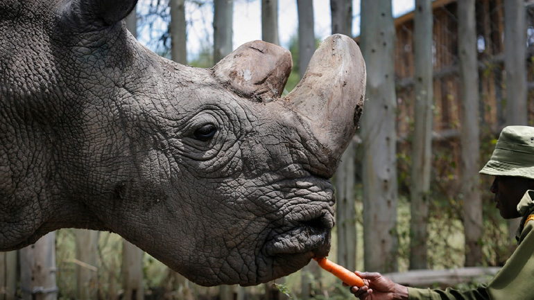 Πέθανε ο τελευταίος αρσενικός λευκός ρινόκερος του Βορρά