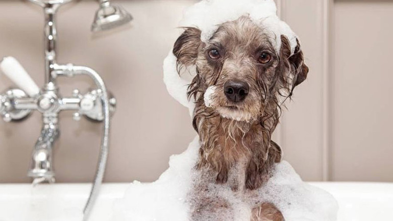 Φτιάξτε ένα στεγνό σαμπουάν για τον σκύλο σας!