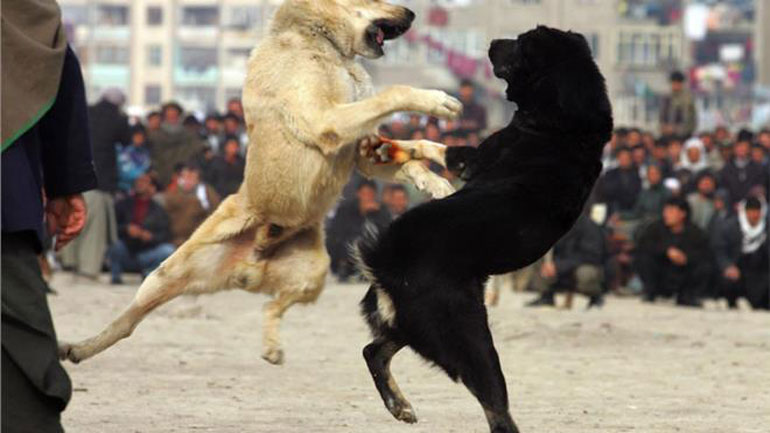 Λαύριο: Καταδίκη 2 ατόμων που ενέχονται σε κυνομαχίες ζώων για κακοποίηση pit bulls