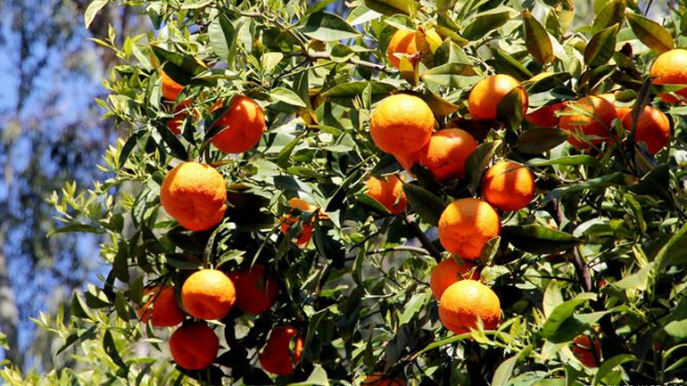 Σύγχρονοι σκλάβοι στα χωράφια της Πορτογαλίας