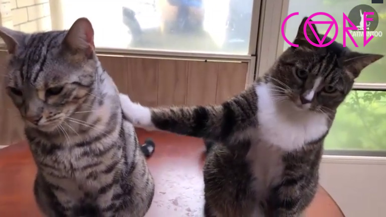 Η γάτα ρουφιάνος Η γάτα ρουφιάνος