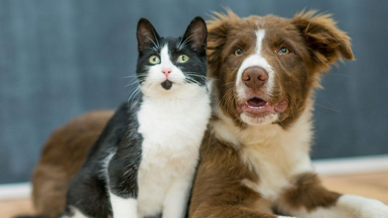 Τι προβλέπει το νομοσχέδιο για τα κατοικίδια